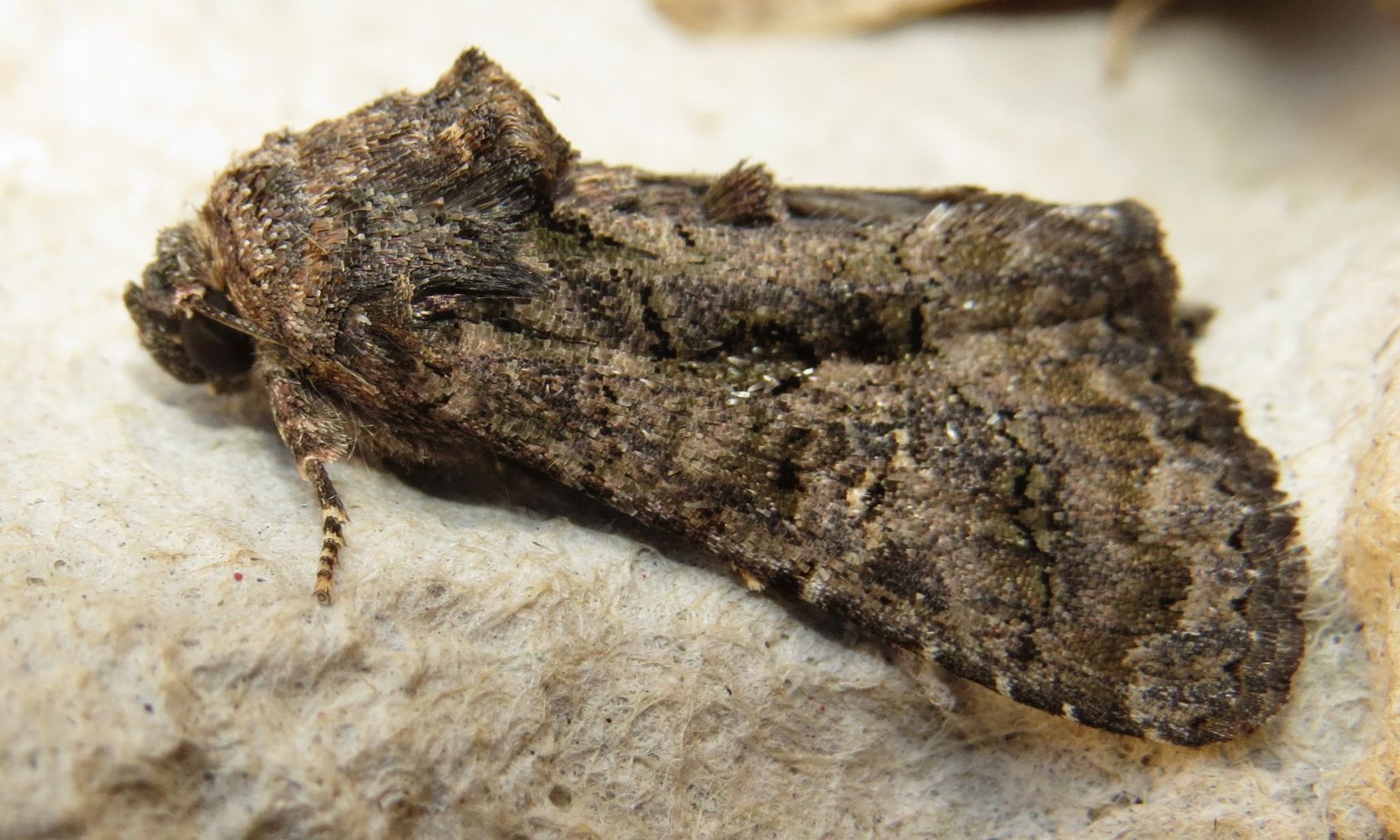 Noctuidae sp. (Sicilia) - Aedia leucomelas